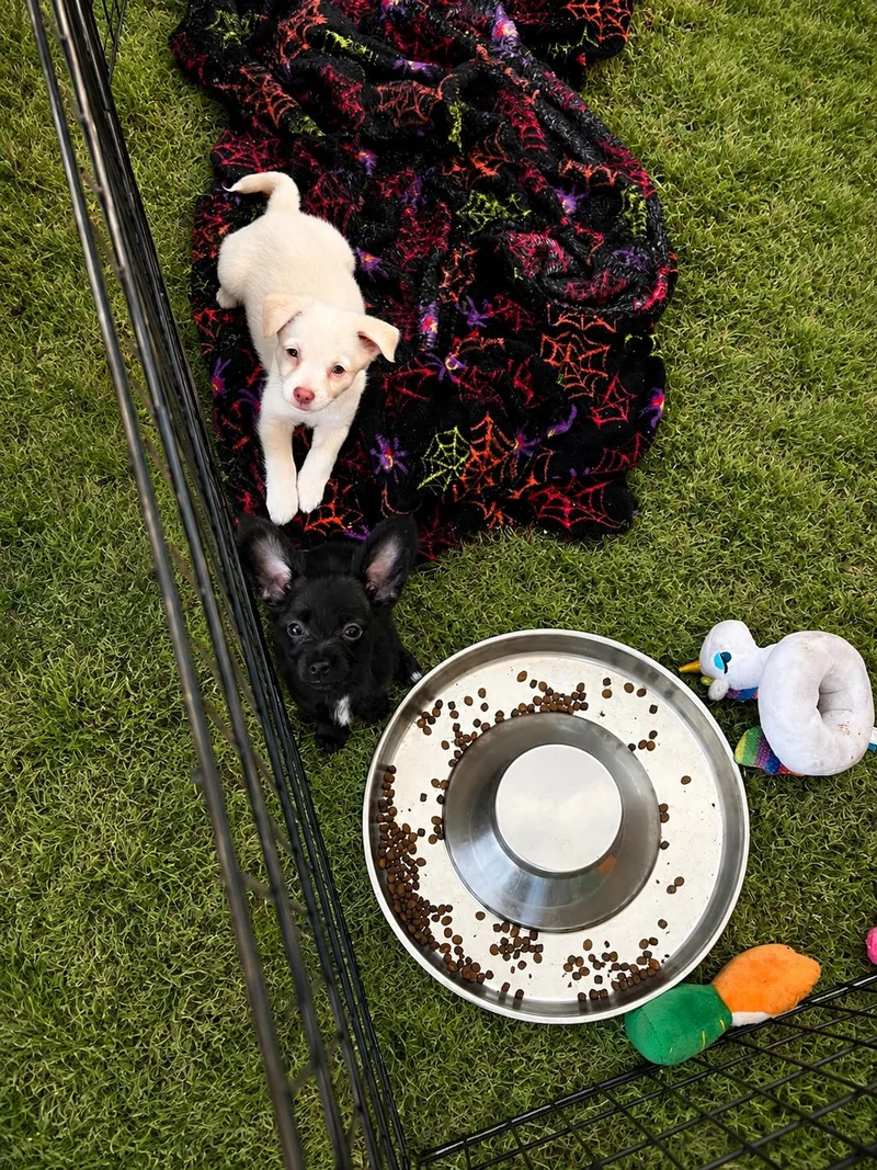 A young small-sized male Yellow / Tan / Blond / Fawn Chihuahua dog named Jango for adoption in North Bend, WA