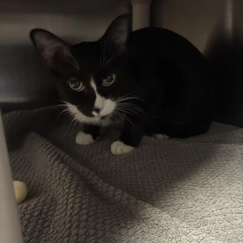 An adult medium-sized female Black Domestic Short Hair cat named Mimi for adoption in Fredericksburg, VA