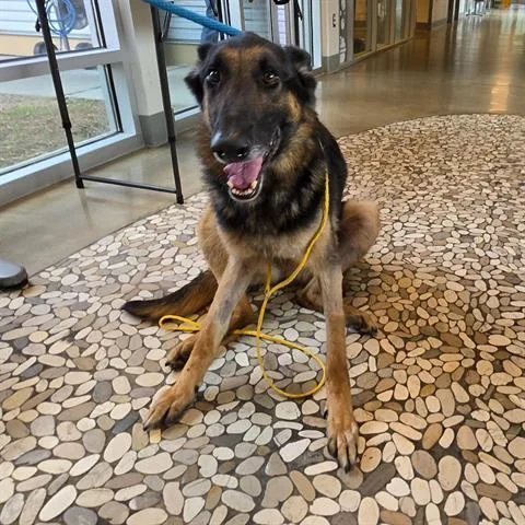 An adult large-sized male German Shepherd Dog dog named Fortnite for adoption in Houston, TX