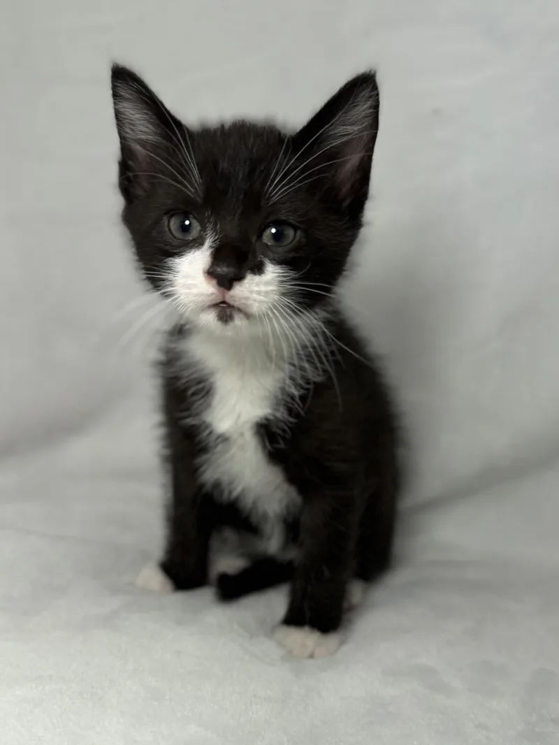 A baby medium-sized male Black & White / Tuxedo Domestic Short Hair cat named Davie for adoption in Greensboro, NC
