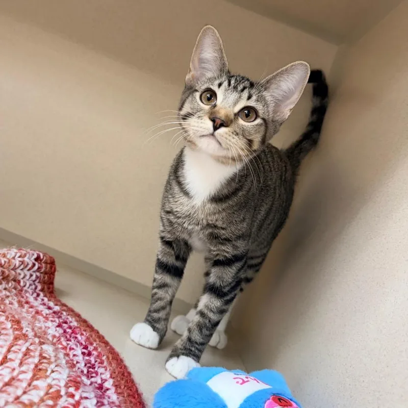 A baby medium-sized male Gray / Blue / Silver Domestic Short Hair cat named Luke for adoption in Great Falls, MT