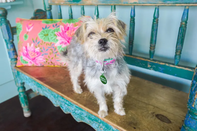 An adult small-sized female Brown / Chocolate Brussels Griffon dog named Dolphin for adoption in San Antonio, TX