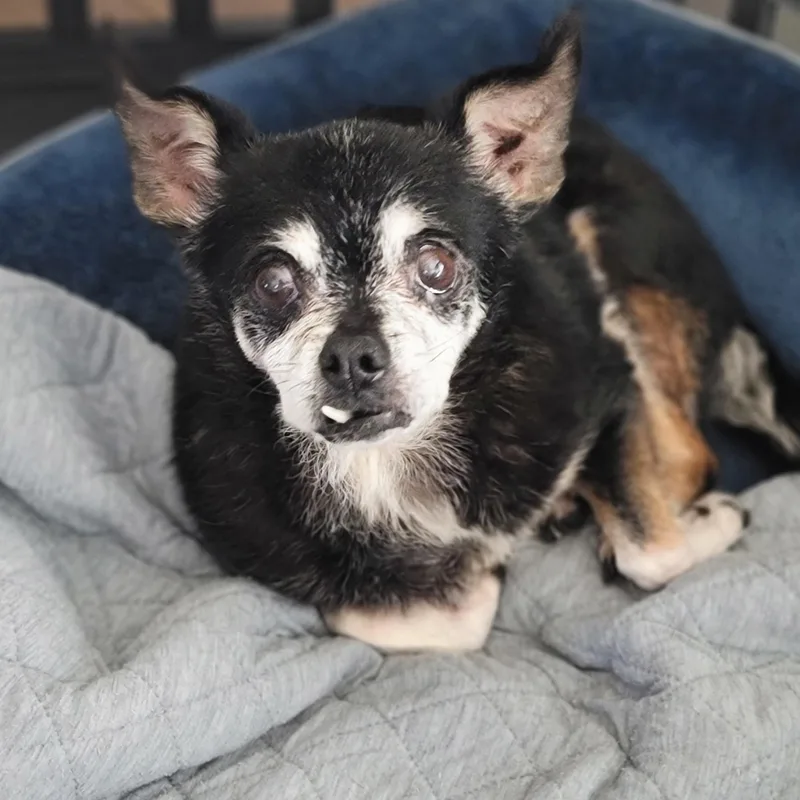 A senior small-sized female Mixed Breed dog named Daisy for adoption in Midlothian, VA