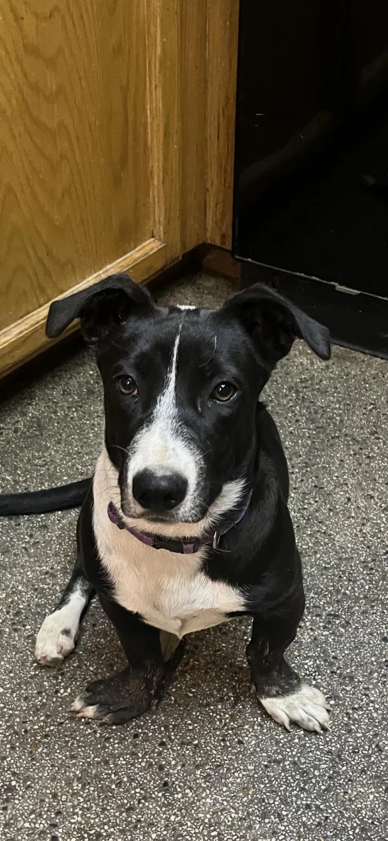 A baby medium-sized female Black Basset Hound dog named Pebbles for adoption in Madera, CA