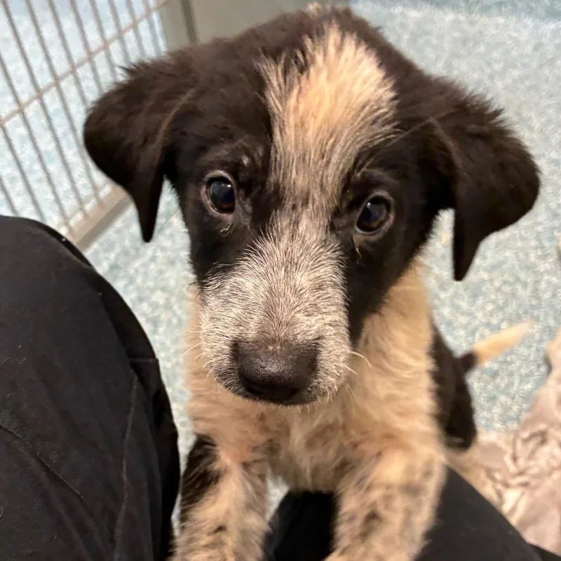A baby small-sized female Black Mixed Breed dog named Junie B Jones for adoption in Greensboro, NC