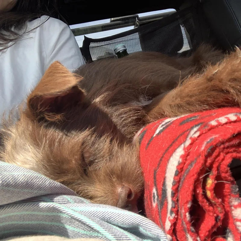 A young small-sized male Brown / Chocolate Chihuahua dog named Quinn for adoption in Northampton, MA