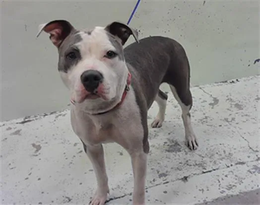 A young large-sized female Staffordshire Bull Terrier dog named Audrey for adoption in Houston, TX