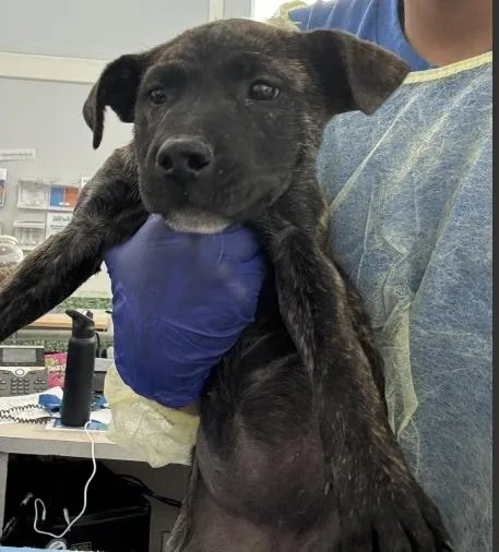 A baby medium-sized female Mixed Breed dog named Sunny for adoption in Dallas, TX