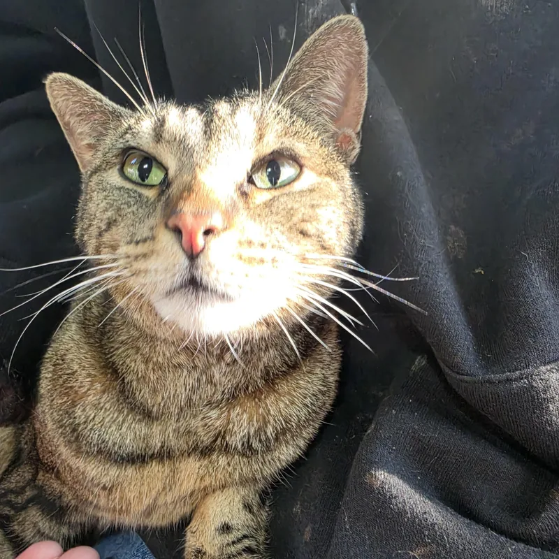 An adult large-sized female Gray / Blue / Silver Tabby cat named Twiggy for adoption in Lawrenceville, GA