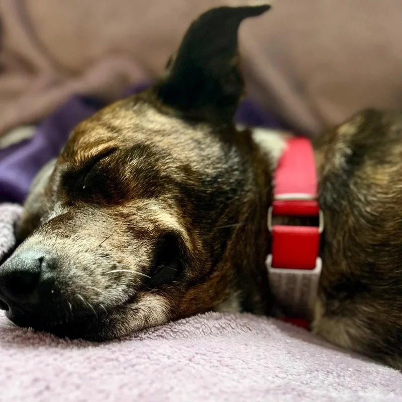 An adult medium-sized female Terrier dog named Louise for adoption in Bloomfield, CT