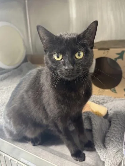 Domino
