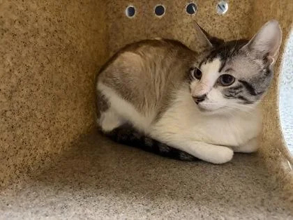 An adult small-sized male Domestic Short Hair cat named Scott for adoption in Fairfax, VA