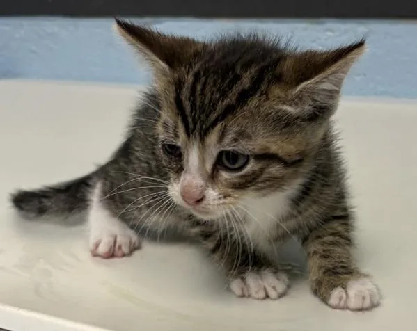 A baby small-sized female Domestic Short Hair cat named Pen  Danish for adoption in Lawrenceville, GA