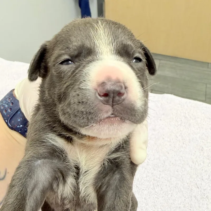 A baby medium-sized female Gray / Blue / Silver Mixed Breed dog named Song for adoption in Jacksonville, FL