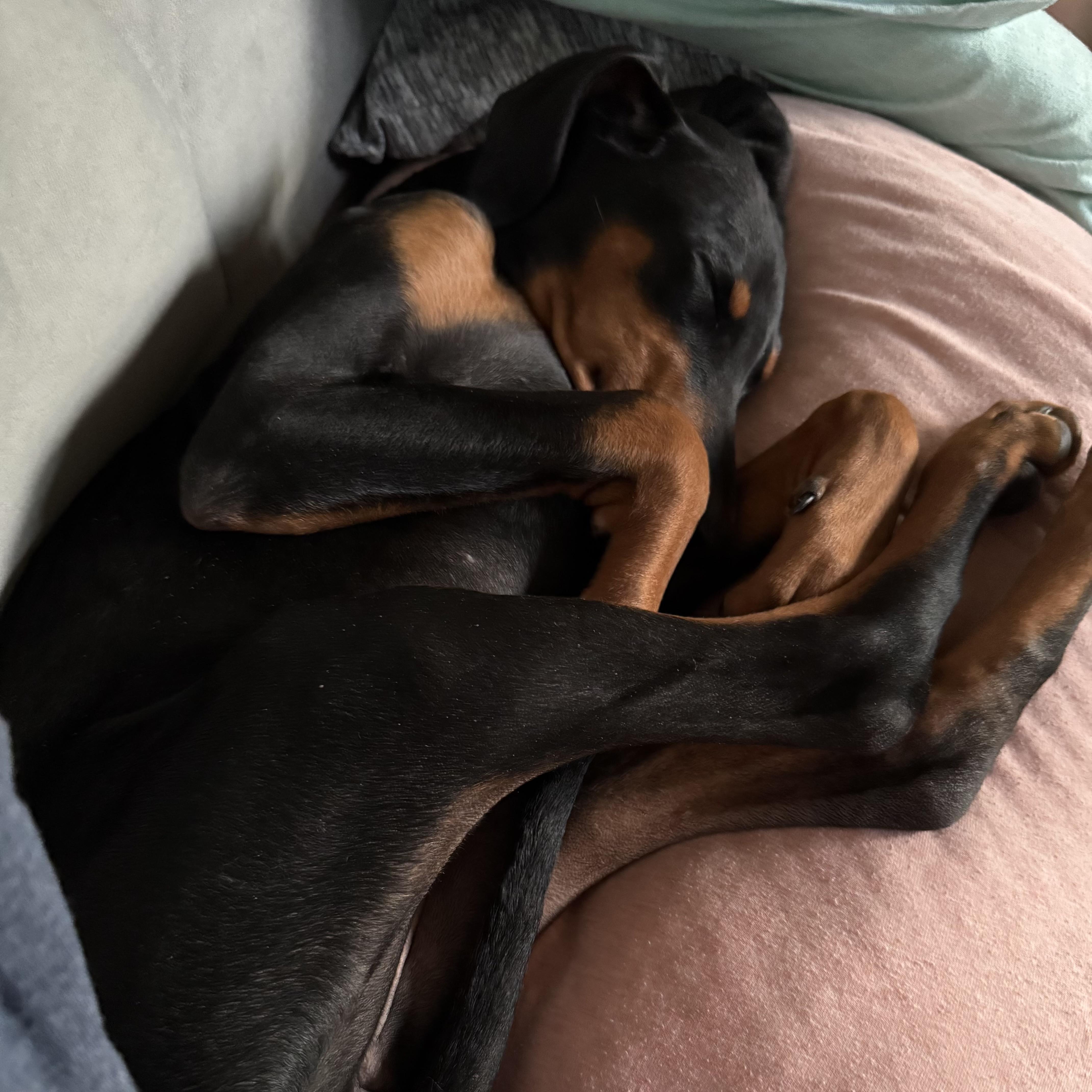 A baby medium-sized female Black Doberman Pinscher dog named Savannah for adoption in Columbia, SC