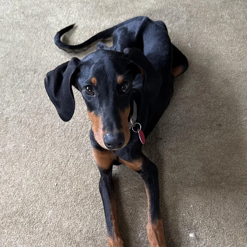 Savannah thumbnail 2