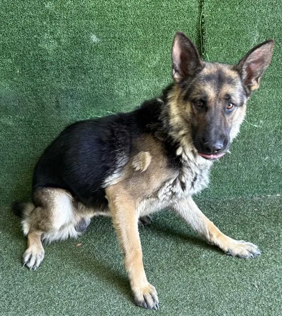 A young large-sized male German Shepherd Dog dog named Limon for adoption in Lancaster, CA