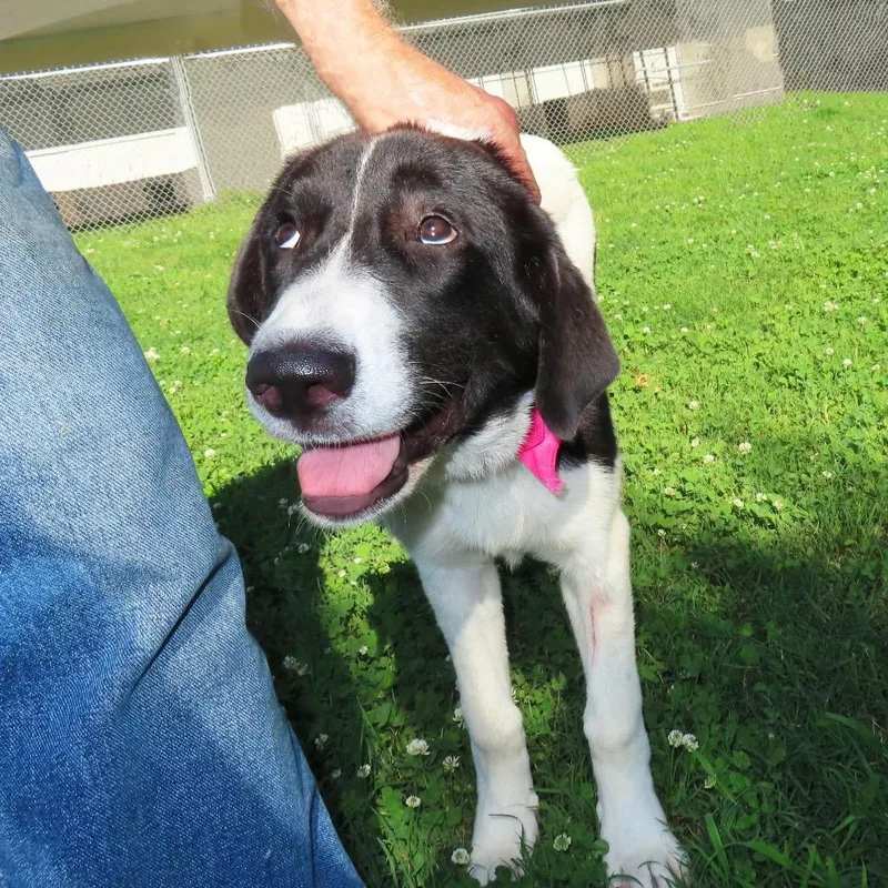 A young medium-sized female Great Pyrenees dog named Bacall for adoption in Wadena, MN