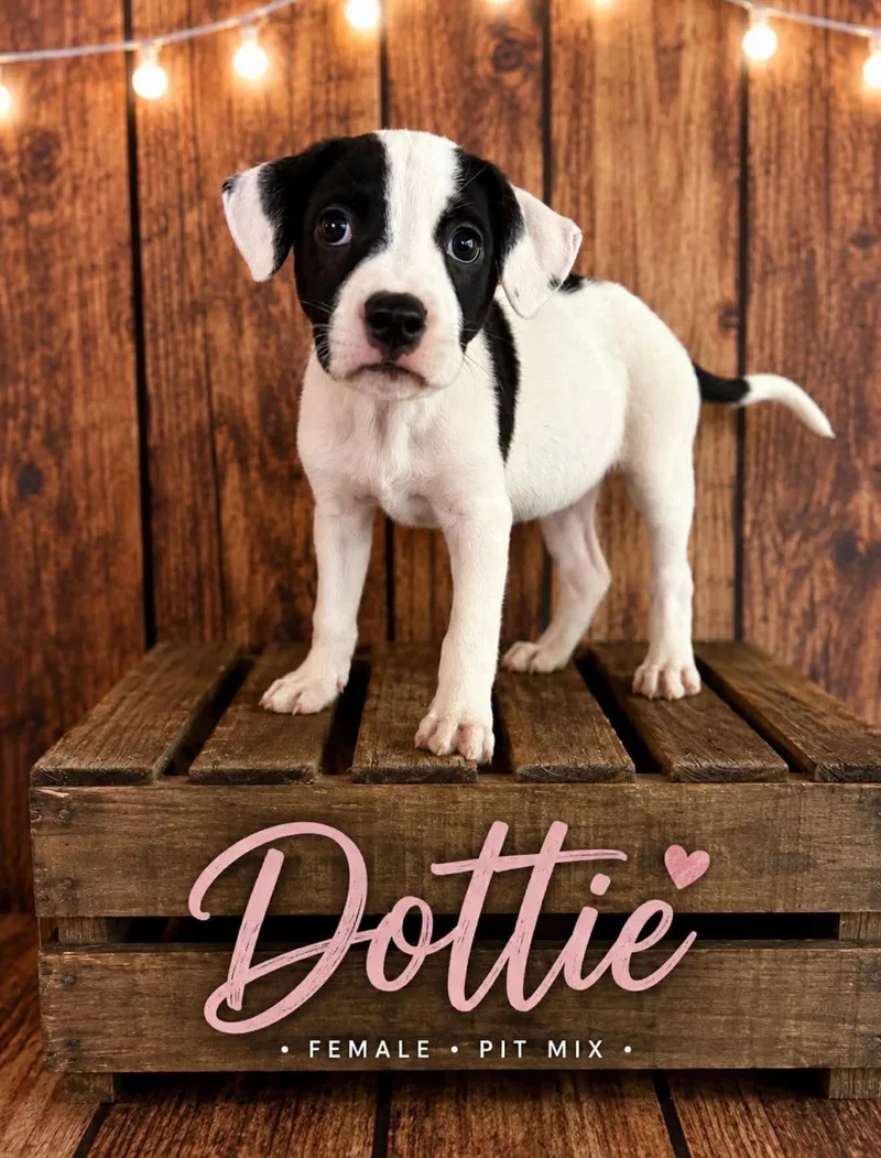 Dottie