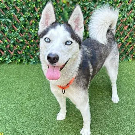 An adult medium-sized female Black Siberian Husky dog named Selene for adoption in West Palm Beach, FL