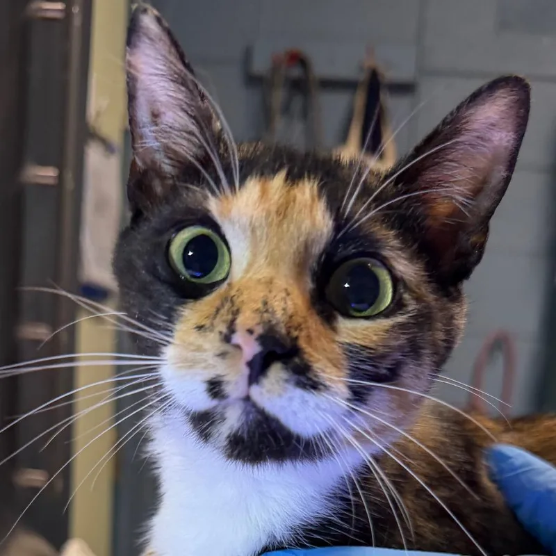 A young medium-sized female Tortoiseshell Domestic Short Hair cat named Amira for adoption in Providence, RI