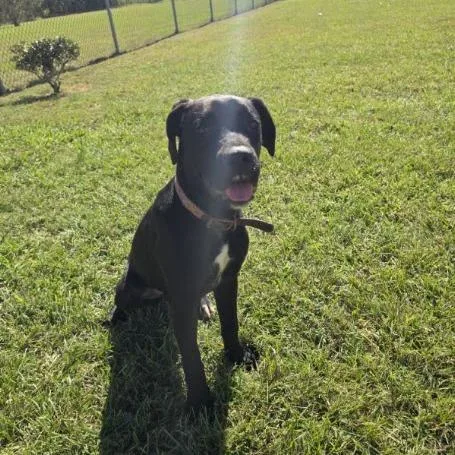 A young medium-sized female Cane Corso dog named Belladonna for adoption in Elizabeth City, NC