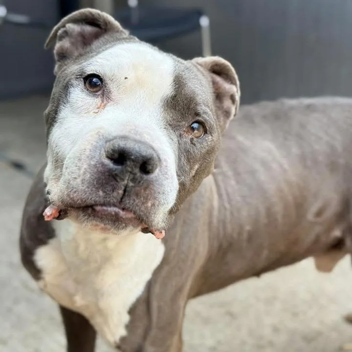 A senior medium-sized male Gray / Blue / Silver Pit Bull Terrier dog named Classico ~ Coming Soon!!! for adoption in Chicago, IL