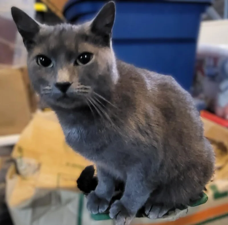 Silver: Quiet Grace  thumbnail 2