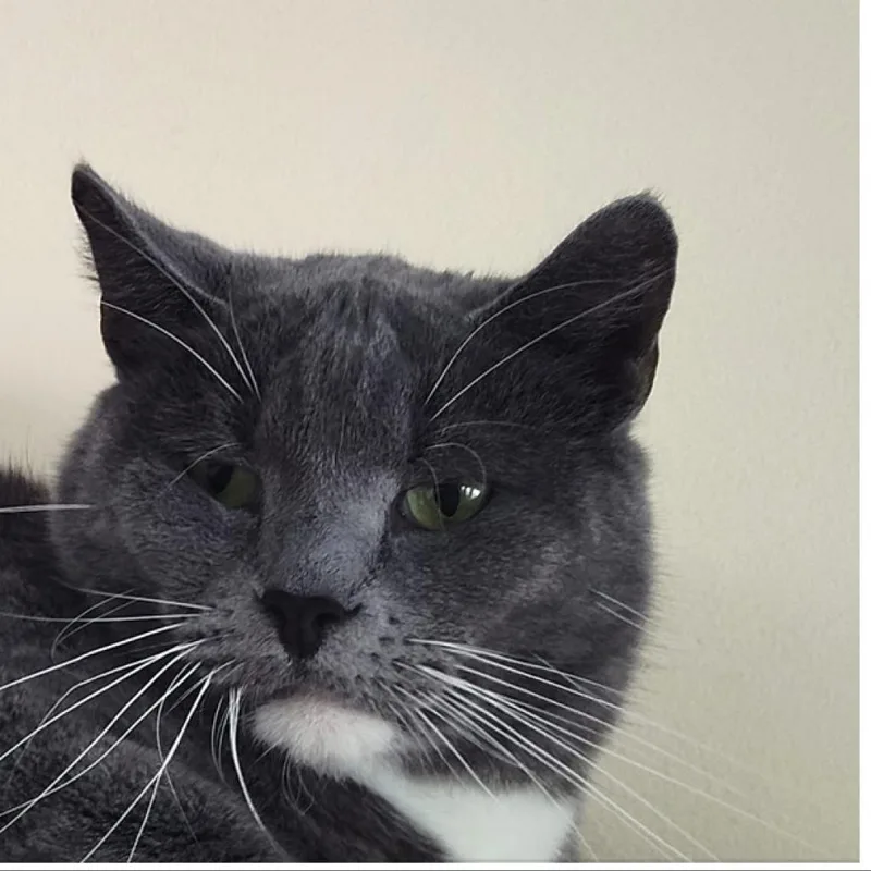 A senior small-sized male Gray / Blue / Silver Domestic Short Hair cat named Brock Berkeley for adoption in Merrifield, VA