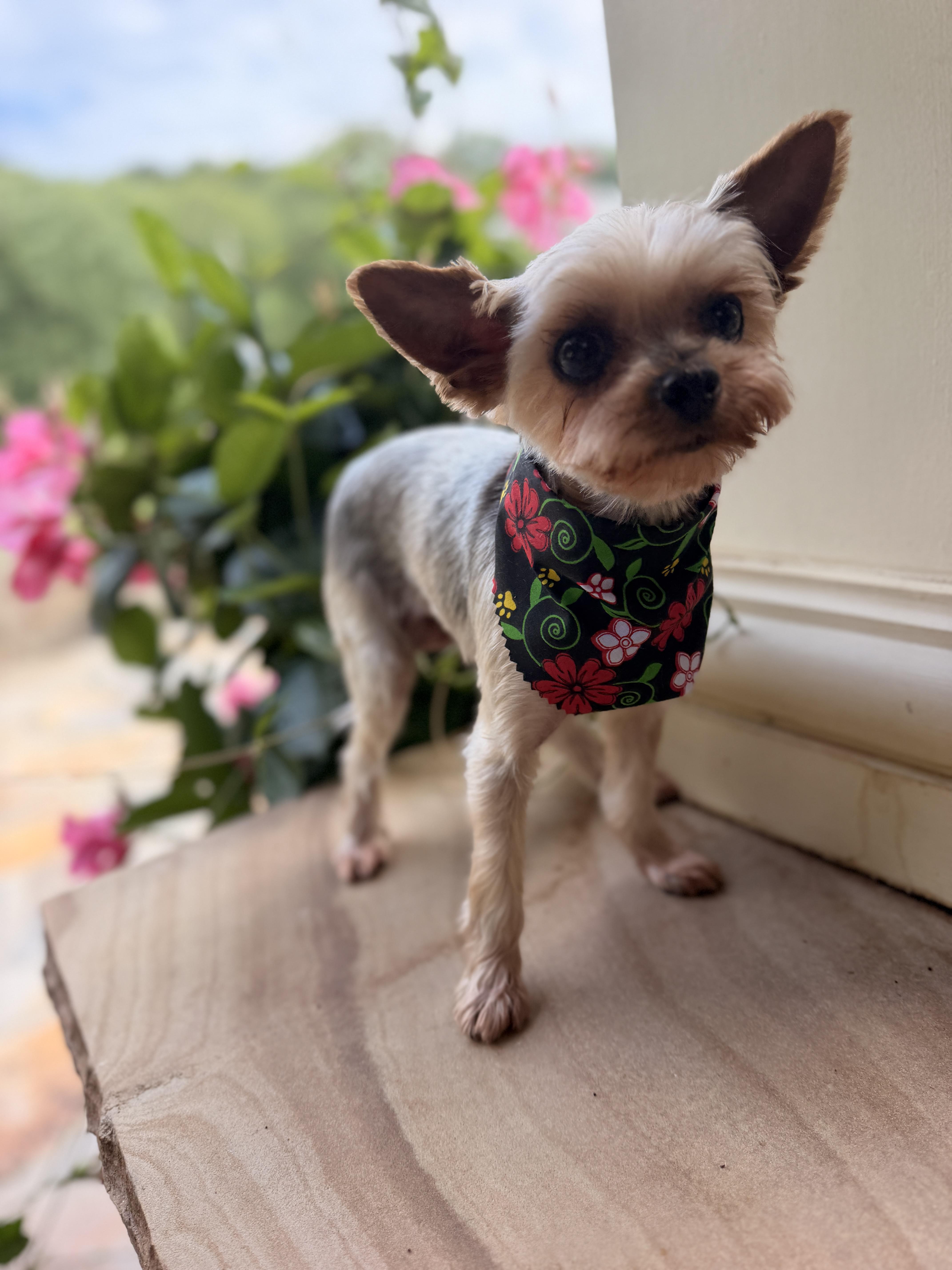 Lulu Belle