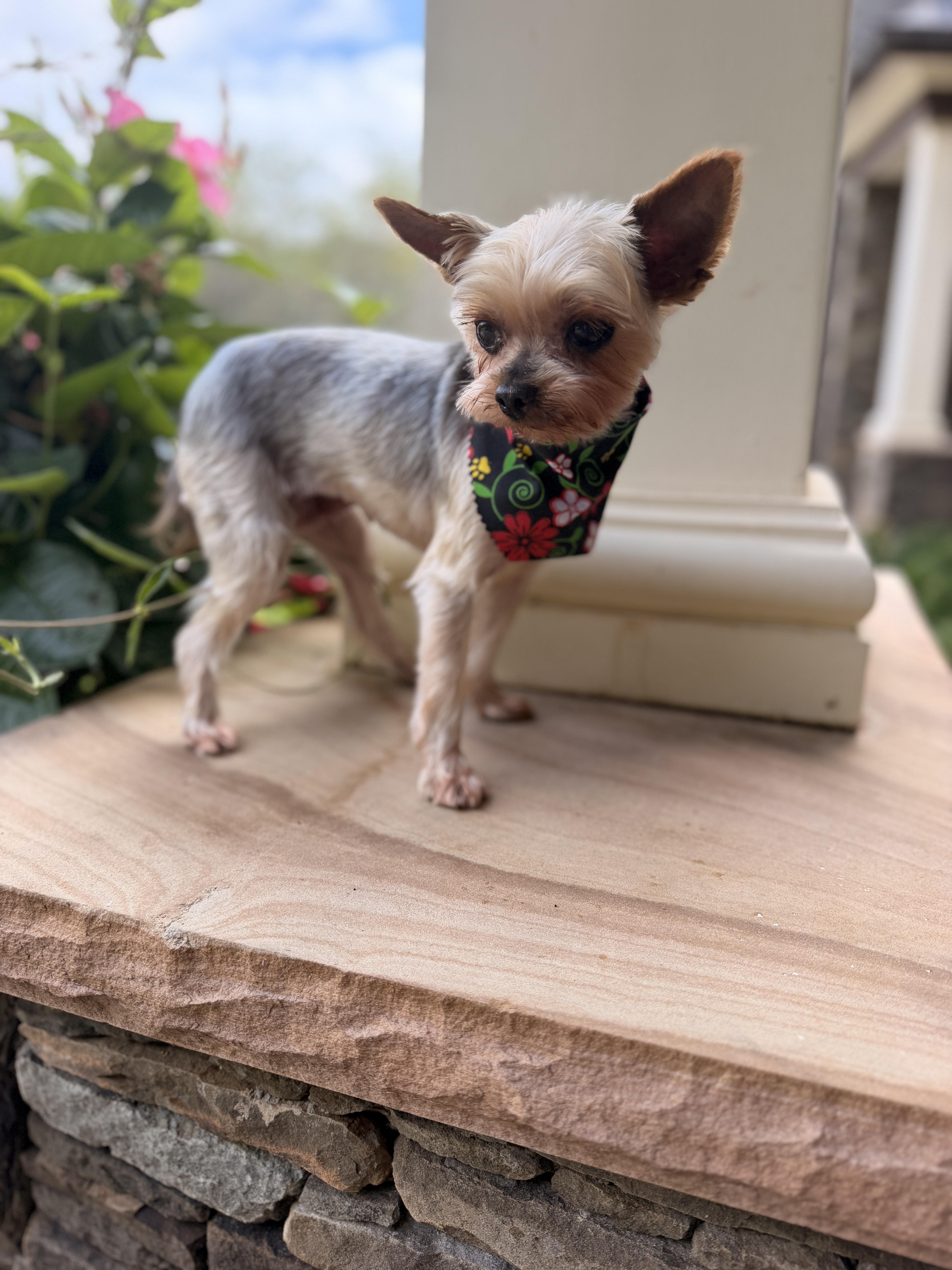 Lulu Belle thumbnail 2