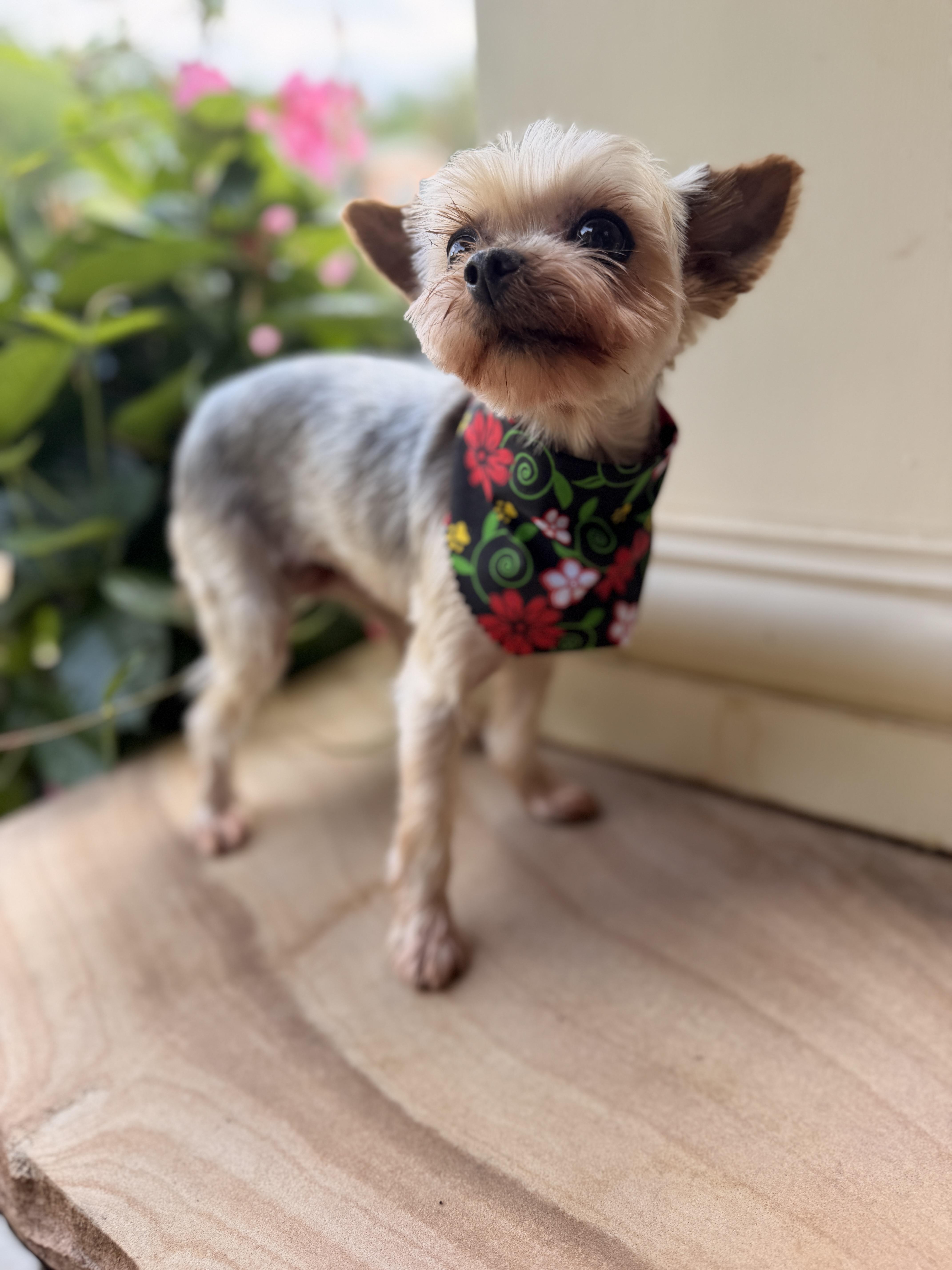 Lulu Belle thumbnail 3