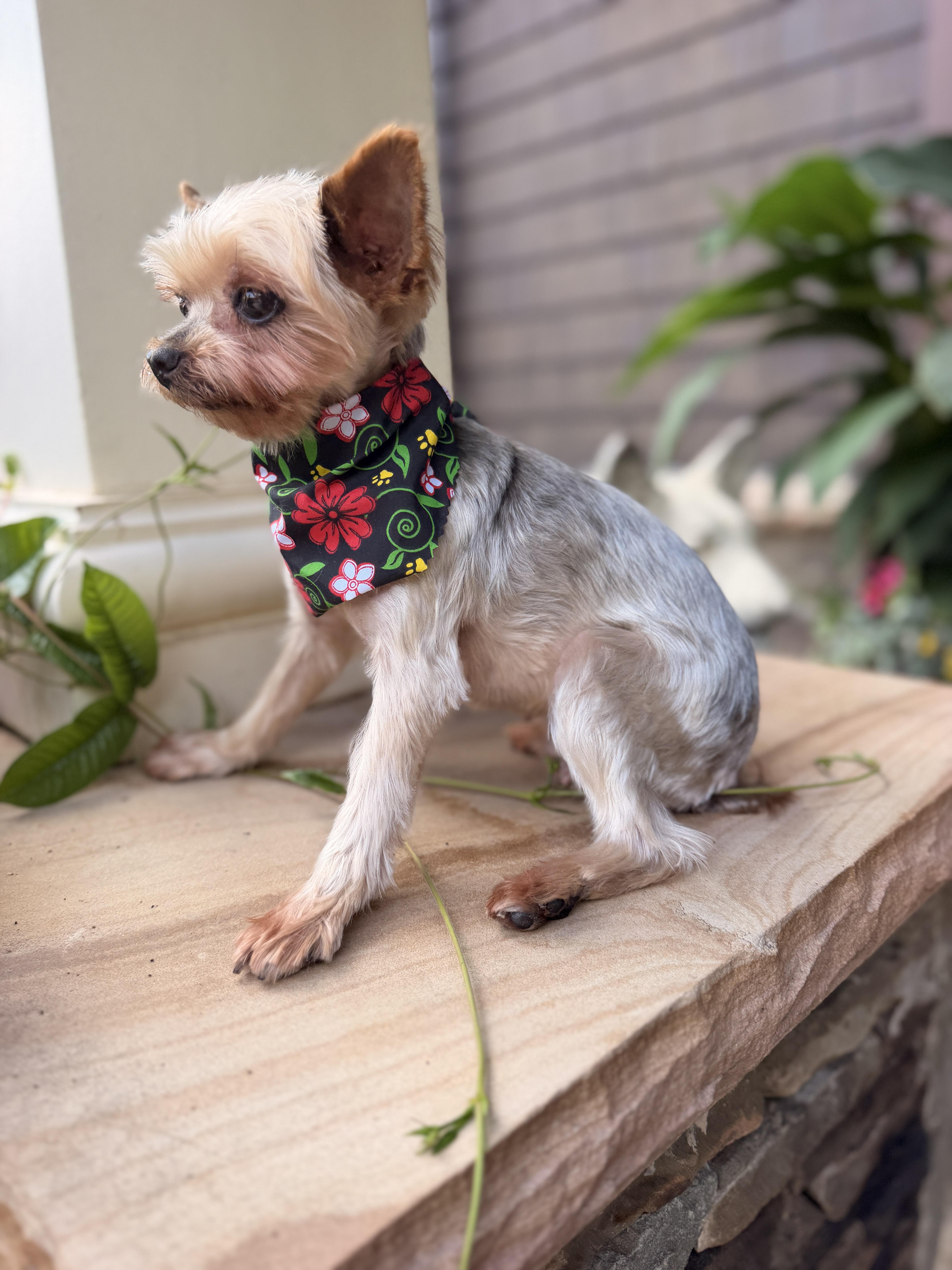 Lulu Belle thumbnail 4