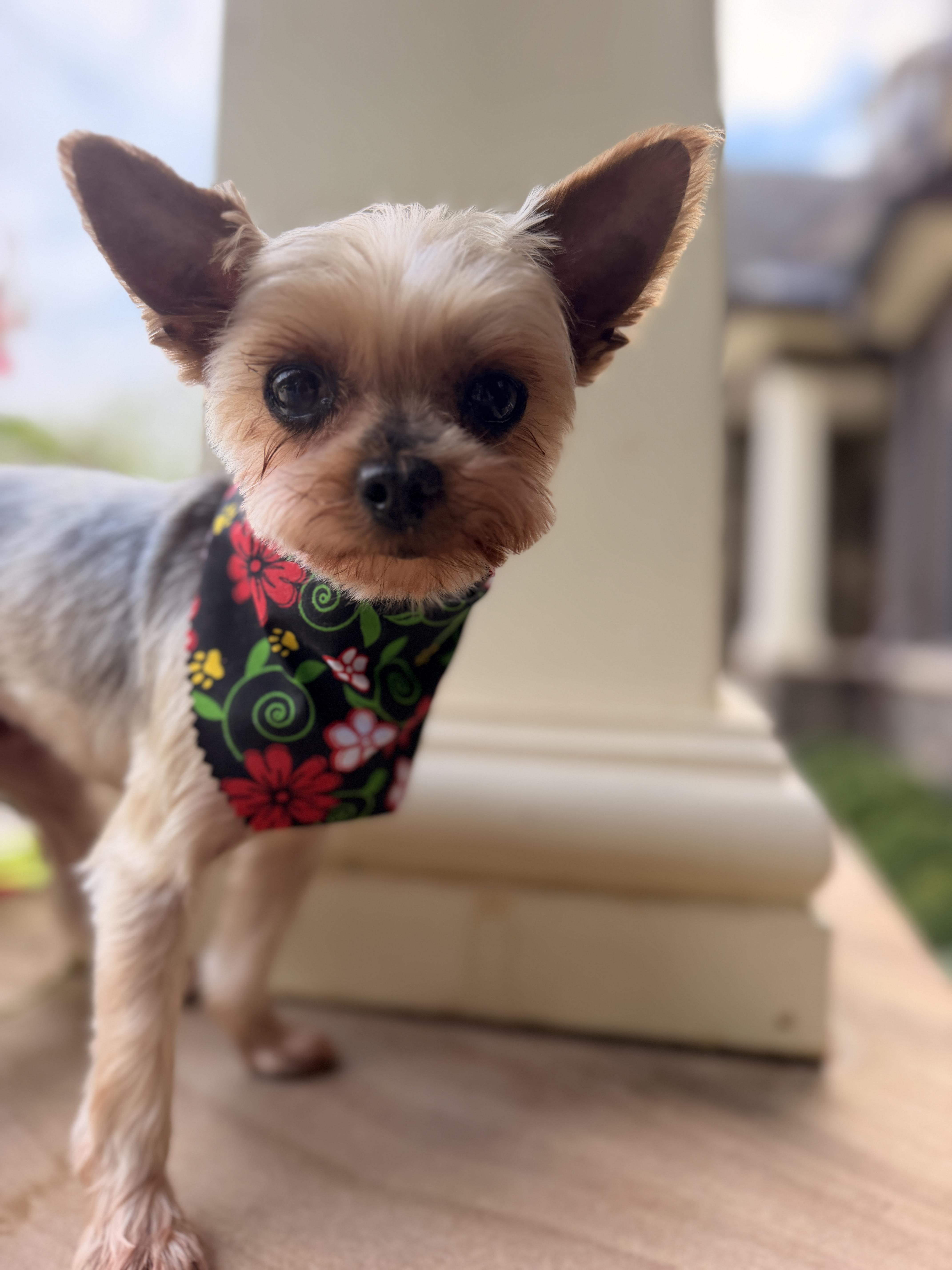 Lulu Belle thumbnail 5