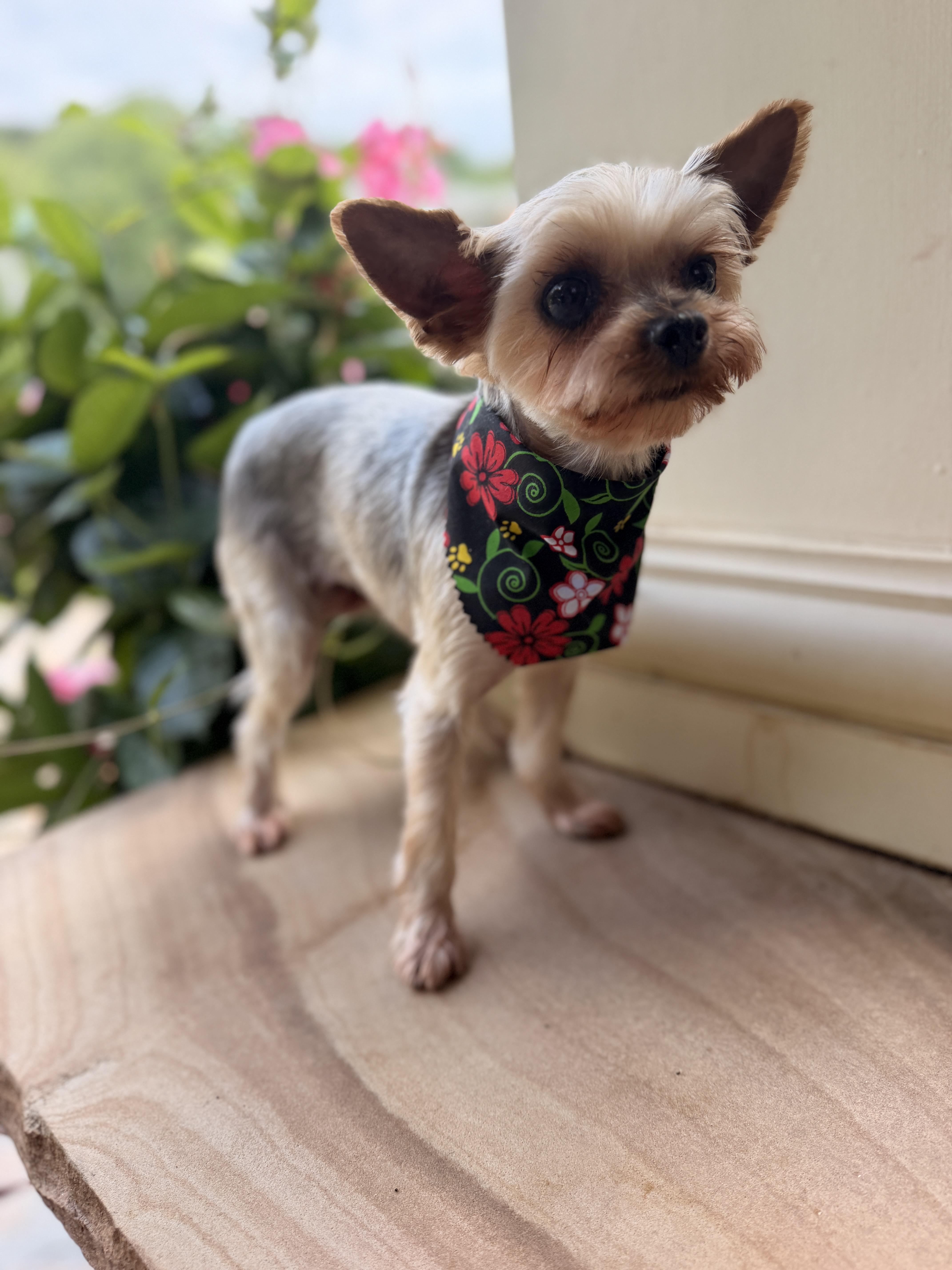 Lulu Belle thumbnail 6