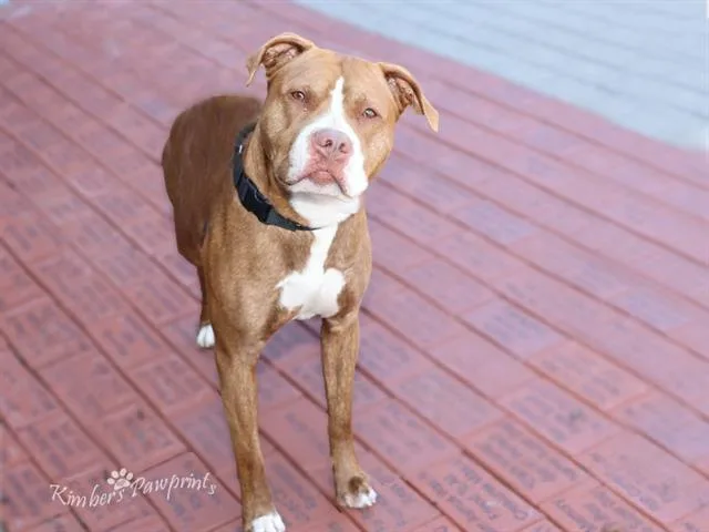 A young large-sized male Bull Terrier dog named Apollo for adoption in Omaha, NE
