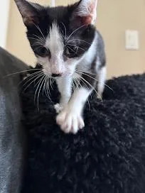 Blizzard thumbnail 3