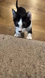 Blizzard thumbnail 4