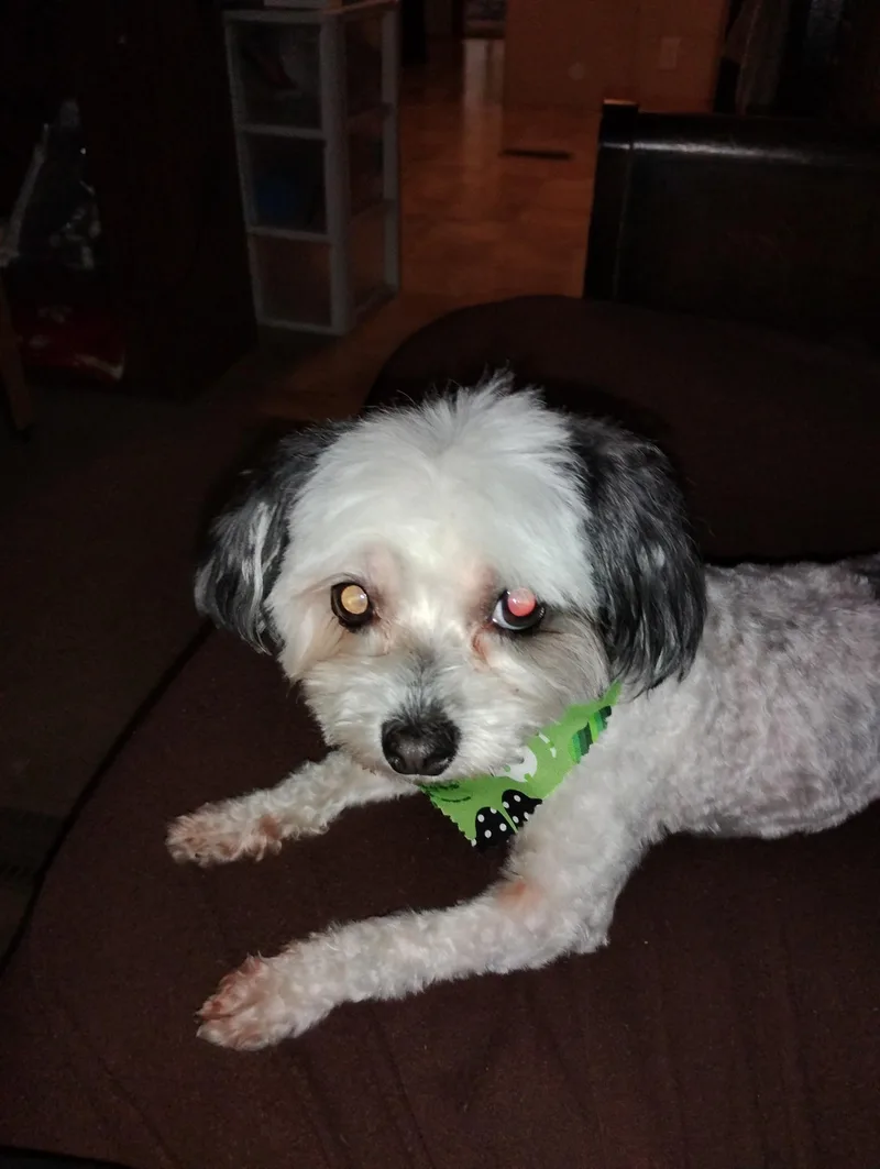 An adult small-sized male Black Maltese dog named Joey for adoption in Memphis, TN