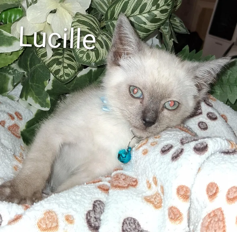 A baby medium-sized female Lilac Point Domestic Short Hair cat named Lucille for adoption in Redondo Beach, CA