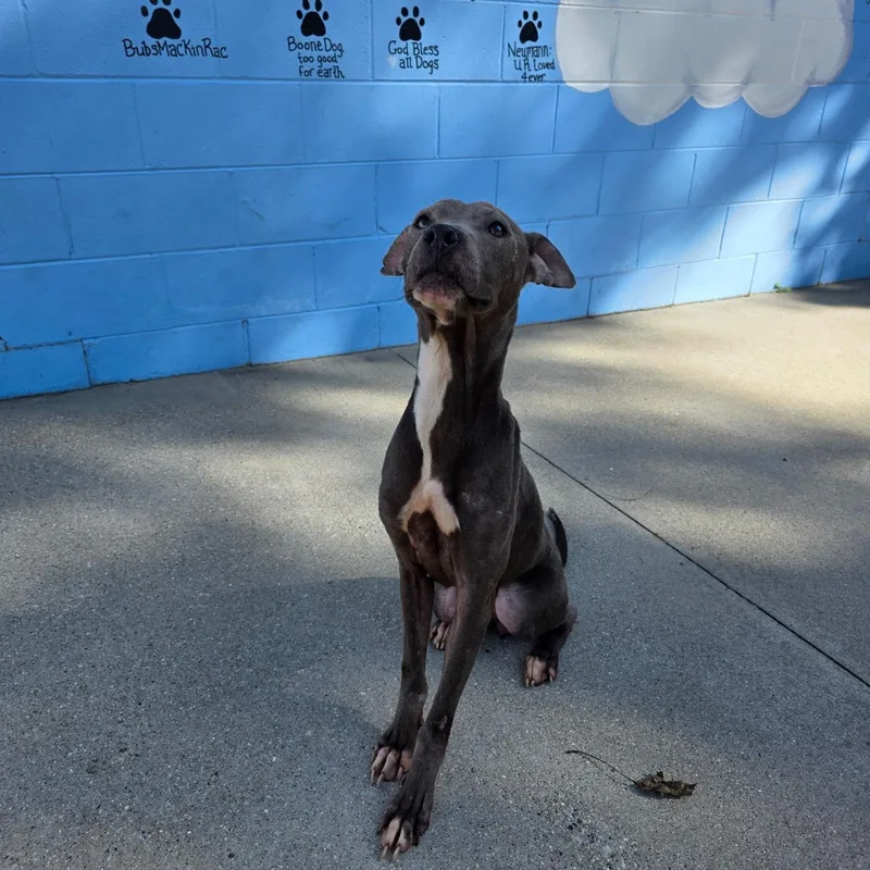 An adult medium-sized female American Staffordshire Terrier dog named Nessie for adoption in Mount Pleasant, MI