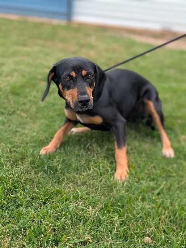 An adult medium-sized female Yellow / Tan / Blond / Fawn Hound dog named Tammy for adoption in Aiken, SC