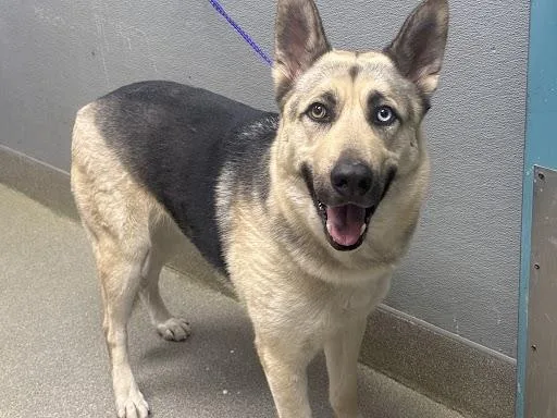 An adult large-sized male German Shepherd Dog dog named Tigre for adoption in Las Vegas, NV