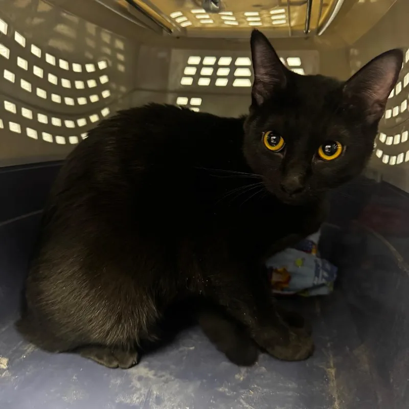 A young medium-sized female Black Domestic Short Hair cat named HACCStray for adoption in Henderson, NV