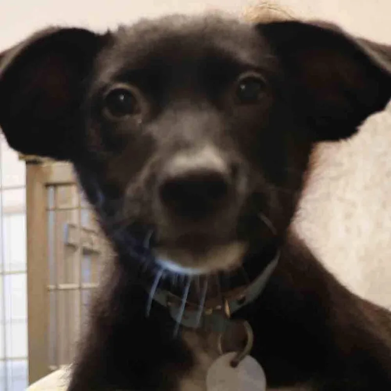 A baby small-sized male Tricolor (Brown, Black, & White) Mixed Breed dog named Riley for adoption in Port Washington, NY