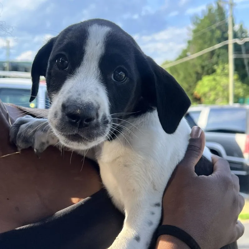 A baby medium-sized male Black Mixed Breed dog named Alleghany Puppy for adoption in Alexandria, VA