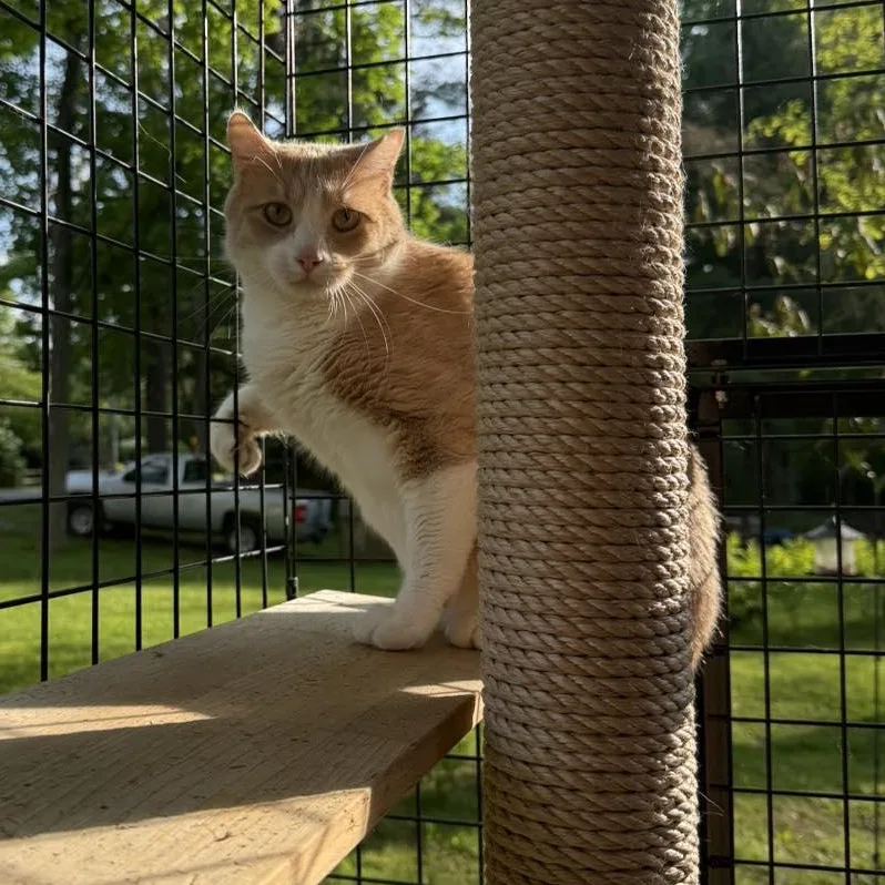 An adult large-sized male Buff & White Domestic Short Hair cat named Carrot  A Cat's for adoption in Gaylordsville, CT