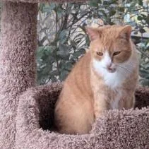 A senior medium-sized female Orange & White Domestic Short Hair cat named Ida for adoption in Annapolis, MD