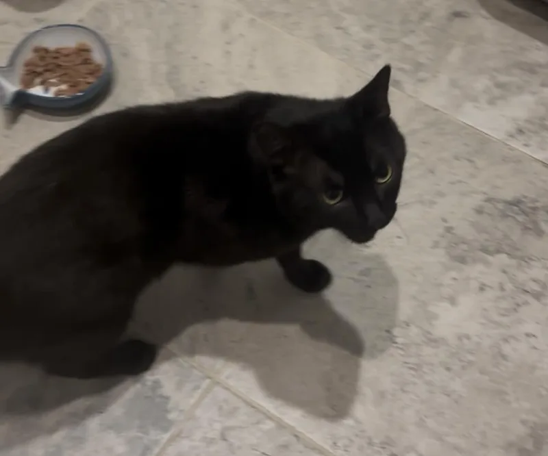 An adult medium-sized male Black Domestic Short Hair cat named Morph for adoption in Chattanooga, TN