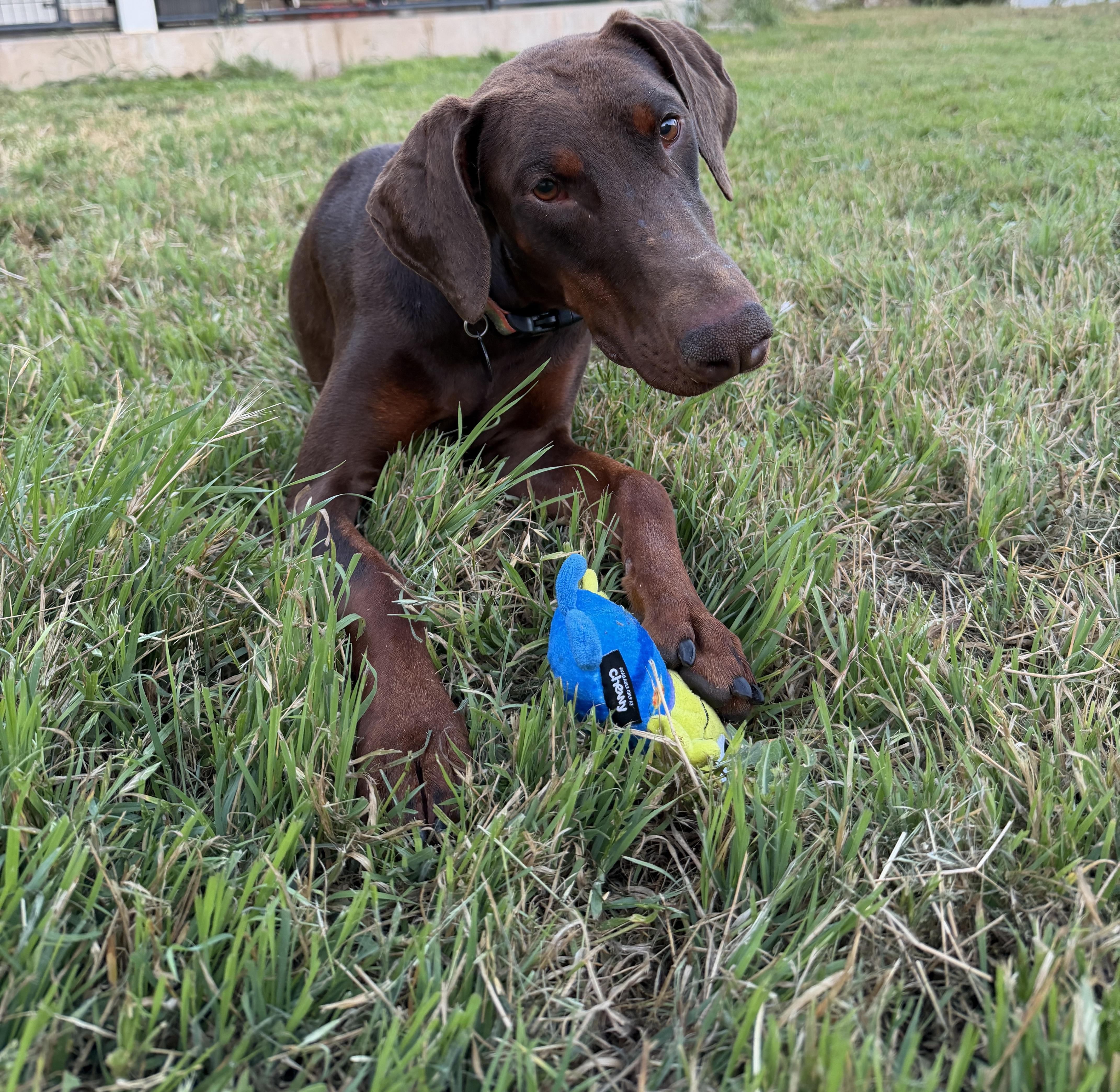 A young large-sized female Brown / Chocolate Doberman Pinscher dog named Nuba for adoption in San Diego, CA